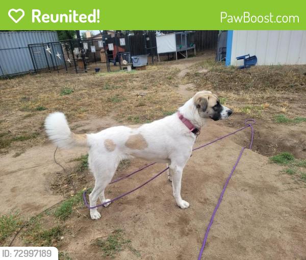 Reunited Female Dog last seen Near Dehesa, El Cajon, CA 92019