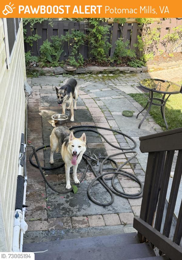 Found/Stray Unknown Dog last seen Millet Street, Potomac Mills, VA 22192