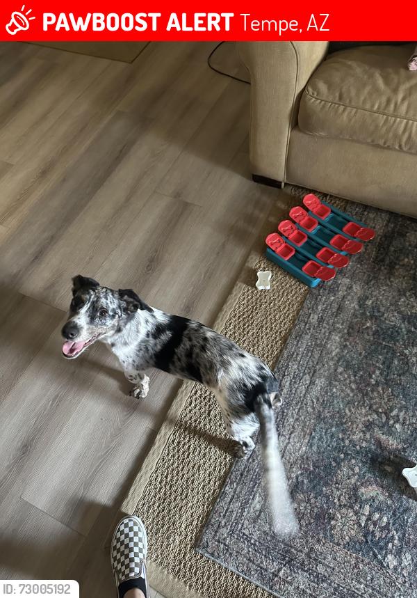 Lost Male Dog last seen Southern and Mill, Tempe, AZ 85282