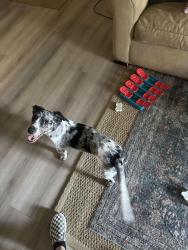Lost Male Dog last seen Southern and Mill, Tempe, AZ 85282
