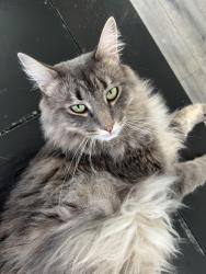 Reunited Male Cat last seen Olympic , Los Angeles, CA 90025