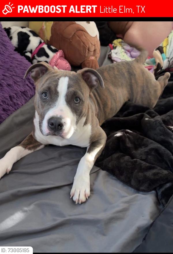Lost Female Dog last seen Woodlake dr , Little Elm, TX 75068