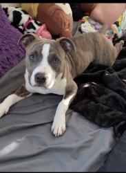 Lost Female Dog last seen Woodlake dr , Little Elm, TX 75068