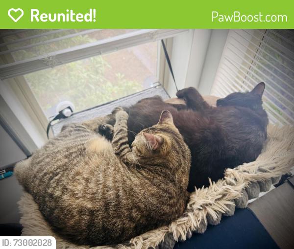 Reunited Female Cat last seen Park Highland Apartments Bellevue WA, Bellevue, WA 98005