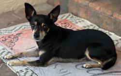 Reunited Female Dog last seen Lake Ida Rd, SD Spady Elementary school, Delray Beach, FL 33444