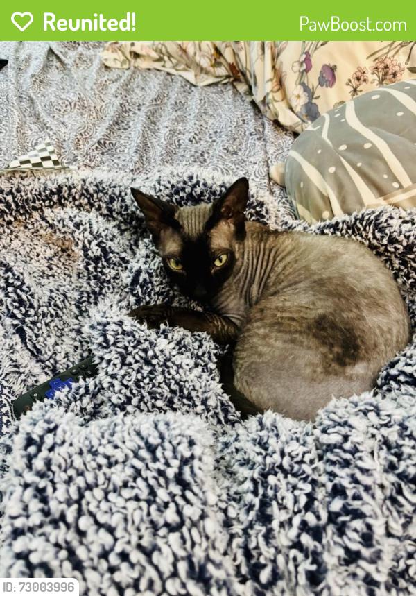 Reunited Male Cat last seen Apt k4, Flowery Branch, GA 30542