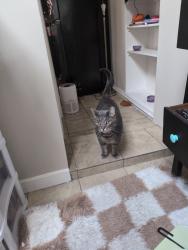 Reunited Male Cat last seen Fox and tuxedo , Baltimore, MD 21211