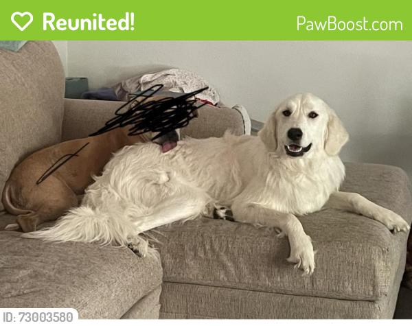 Reunited Female Dog last seen Roberts Cut off by the Russell Feed Store, River Oaks, TX 76114