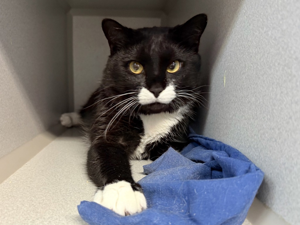 Shelter Stray Male Cat last seen Apt 2C,338 Madison Street, NEW YORK, NY, 10002, 326 E 110th St, New York, NY 10029, USA