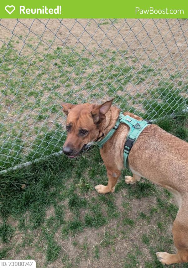 Reunited Female Dog last seen Dominion , Montréal, QC H3J 1G2