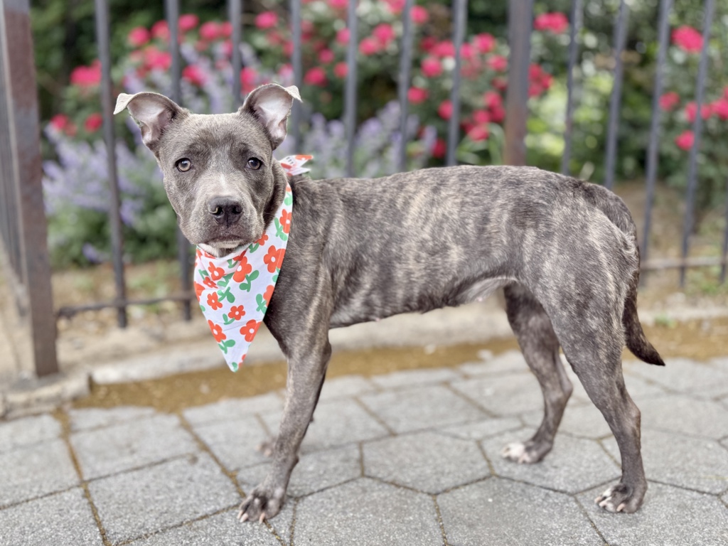 Shelter Stray Female Dog last seen Near Lenox Avenue, NEW YORK, NY, 10026, 326 E 110th St, New York, NY 10029, USA