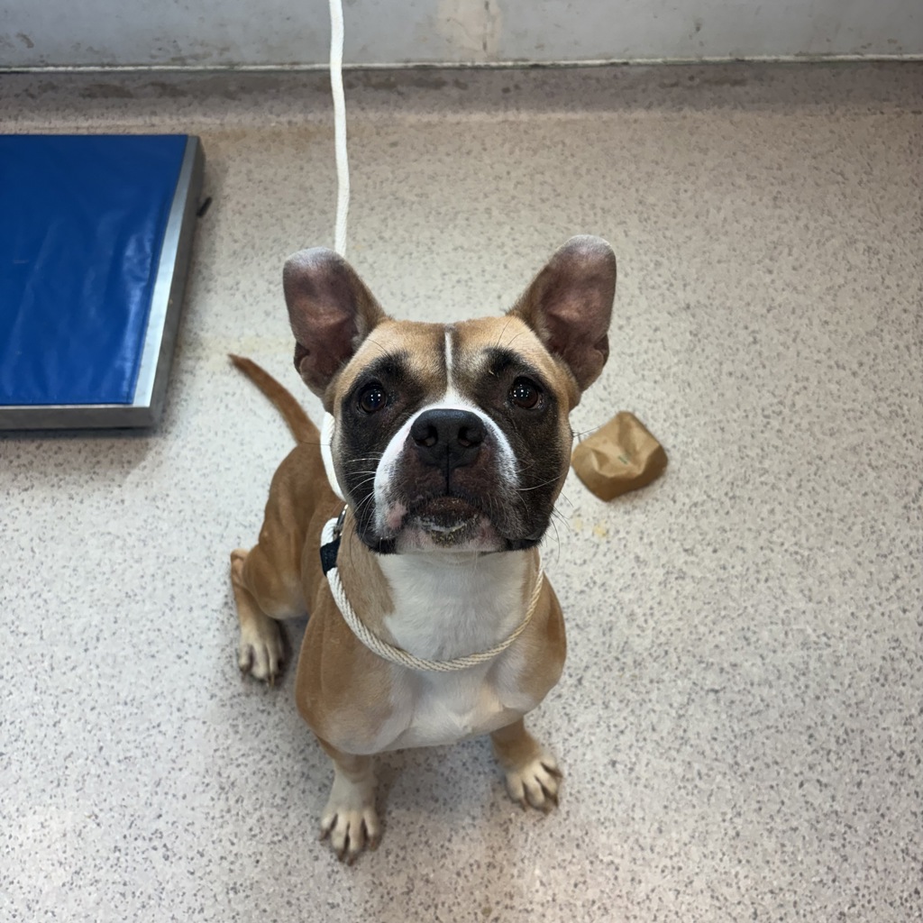 Shelter Stray Female Dog last seen Near W 161st Street, NEW YORK, NY, 10032, 326 E 110th St, New York, NY 10029, USA
