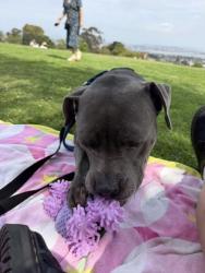 Shelter Stray Female Dog last seen Near Calla Avenue, Imperial Beach, CA, 91932, 5500 Gaines St, San Diego, CA 92110, USA