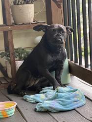 Found/Stray Female Dog last seen Fort Hill Cemetery , Cleveland, TN 37311