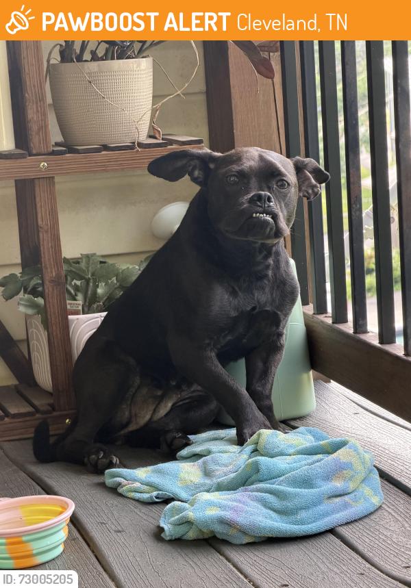 Found/Stray Female Dog last seen Fort Hill Cemetery , Cleveland, TN 37311