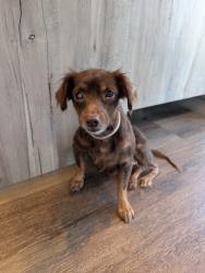 Found/Stray Female Dog last seen Paragon Luxury apmts, Athens, GA 30601