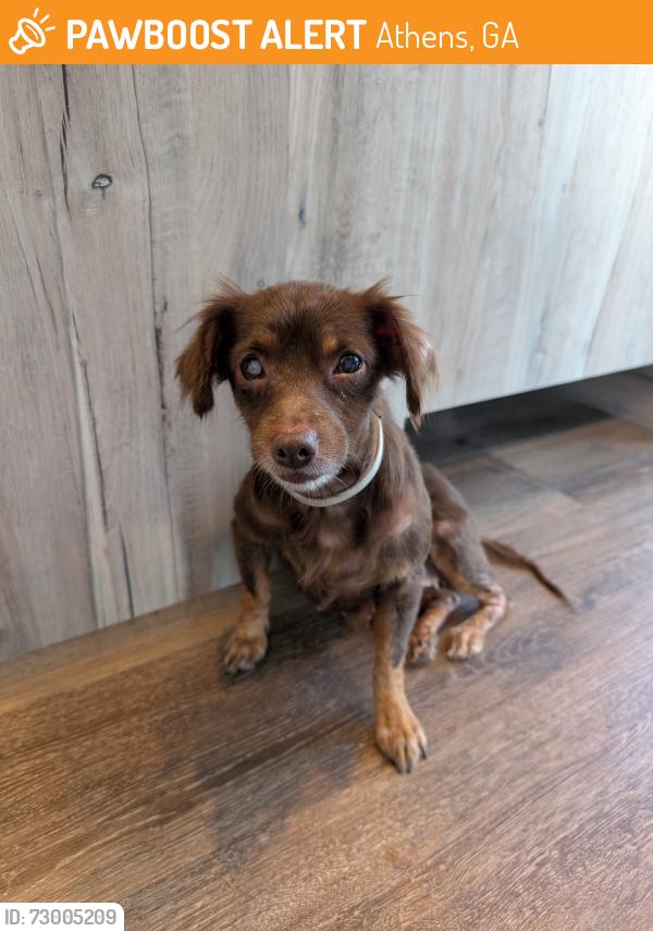 Found/Stray Female Dog last seen Paragon Luxury apmts, Athens, GA 30601