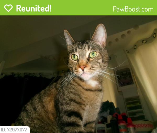 Reunited Male Cat last seen N State Street and Michigan Ave 90033 , Los Angeles, CA 90033