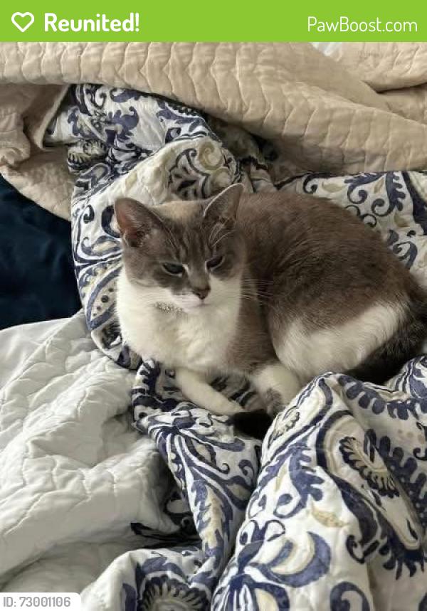 Reunited Female Cat last seen Near Sabra Towd, Toledo, OH 43612