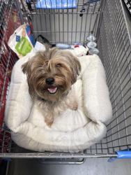 Found/Stray Female Dog last seen Aramingo and church st 19124, Philadelphia, PA 19124