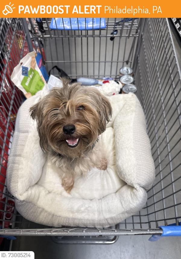 Found/Stray Female Dog last seen Aramingo and church st 19124, Philadelphia, PA 19124