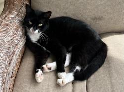 Lost Female Cat last seen Four Seasons apmts , Yorktown, VA 23693