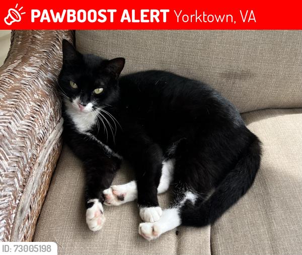 Lost Female Cat last seen Four Seasons apmts , Yorktown, VA 23693