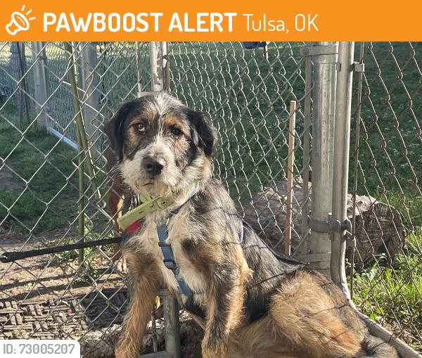 Found/Stray Female Dog last seen 71st and West 33rd st Tulsa, Tulsa, OK 74132
