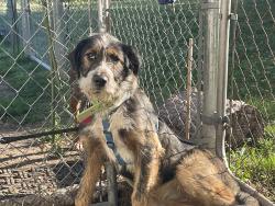 Found/Stray Female Dog last seen 71st and West 33rd st Tulsa, Tulsa, OK 74132