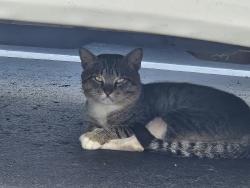 Found/Stray Unknown Cat last seen Call your boulevard and Lely cultural parkway, Naples, FL 34113