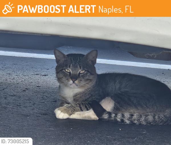 Found/Stray Unknown Cat last seen Call your boulevard and Lely cultural parkway, Naples, FL 34113