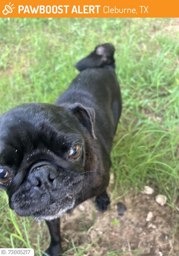 Found/Stray Female Dog last seen Starling ct , Cleburne, TX 76033