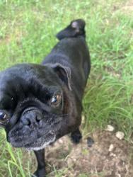 Found/Stray Female Dog last seen Starling ct , Cleburne, TX 76033