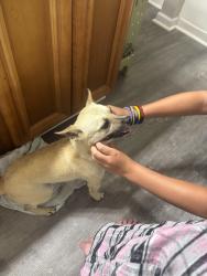Found/Stray Male Dog last seen Cedartown Georgia, Polk County, GA 30147