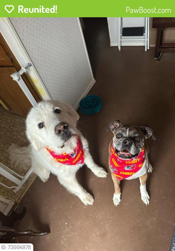 Reunited Female Dog last seen Hunters glen and n park dr , Watauga, TX 76148