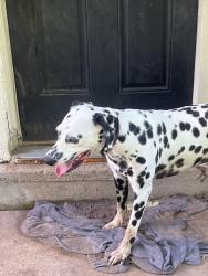 Reunited Male Dog last seen Starling ct , Cleburne, TX 76033