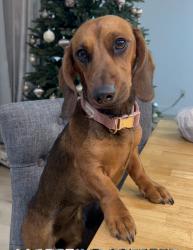 Reunited Female Dog last seen Budlong and Raymond, Gardena, CA 90247