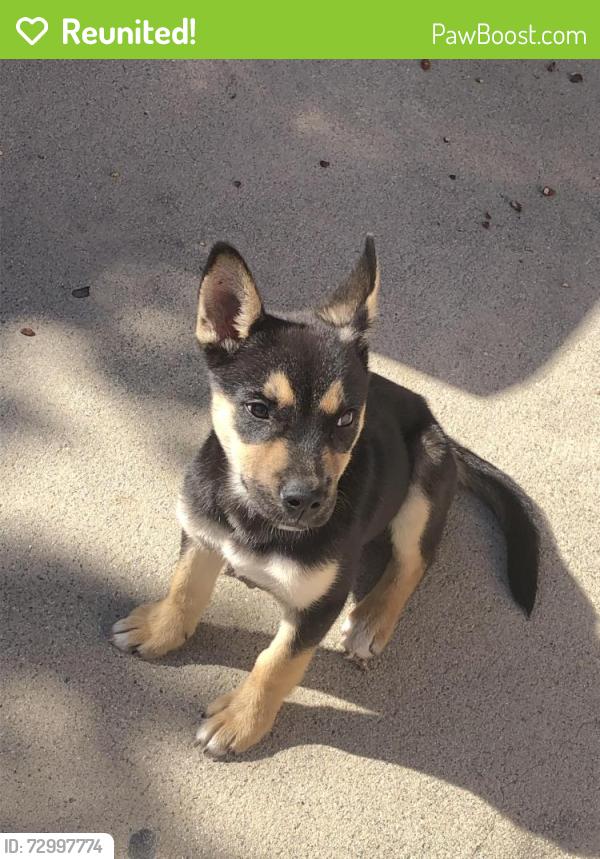 Reunited Female Dog last seen Near E 89th St, Los Angeles, CA 90002, USA, Los Angeles, CA 90002
