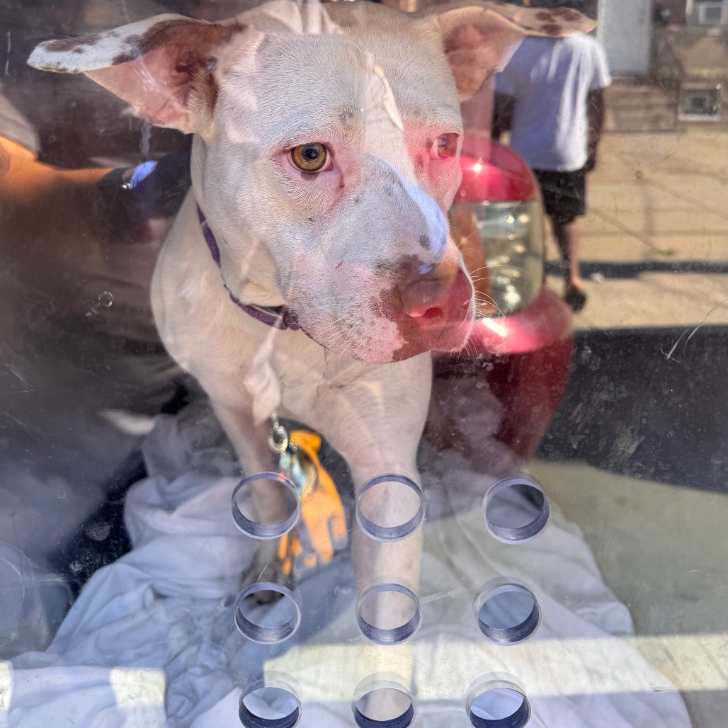 Shelter Stray Female Dog last seen , Animal Care & Control Team of Philly, 111 W Hunting Park Ave, Philadelphia, PA 19140, USA