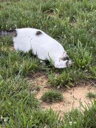 Found/Stray Female Cat last seen Browns Lane , Gallatin, TN 37066
