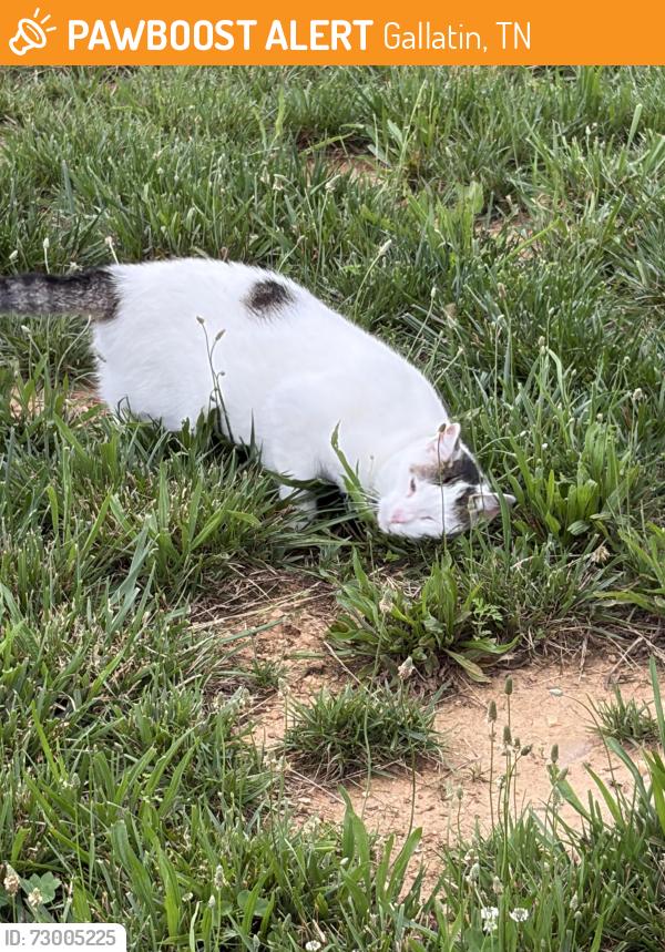 Found/Stray Female Cat last seen Browns Lane , Gallatin, TN 37066