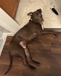 Reunited Male Dog last seen West Chicago & Telegraph , Redford Township, MI 48239