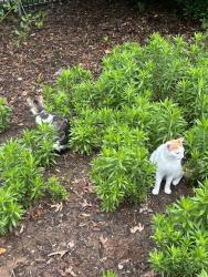Found/Stray Unknown Cat last seen Woodward park by historic museum, Tulsa, OK 74114