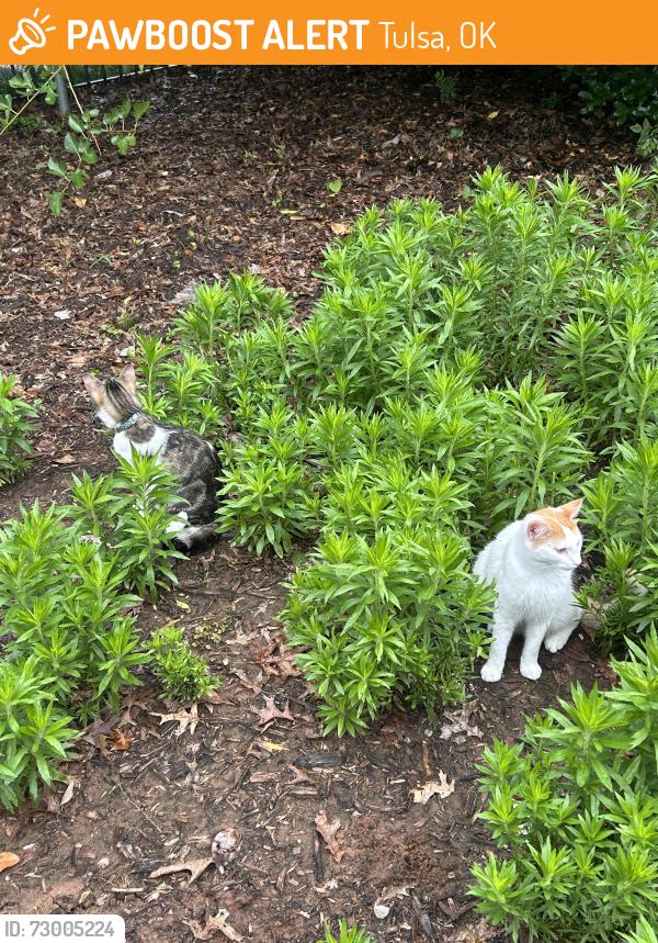 Found/Stray Unknown Cat last seen Woodward park by historic museum, Tulsa, OK 74114