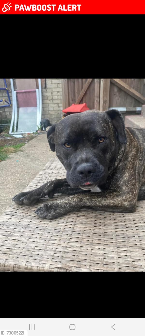 Lost Male Dog last seen Dagenham McDonald's , Greater London, England RM10 9DJ