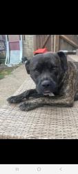 Lost Male Dog last seen Dagenham McDonald's , Greater London, England RM10 9DJ