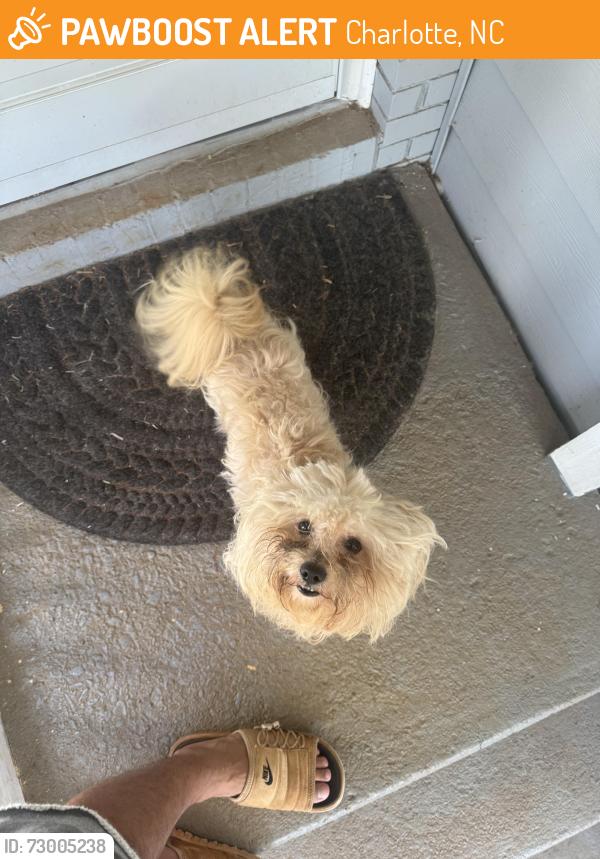 Found/Stray Male Dog last seen Ravencroft Drive, Charlotte, NC 28208
