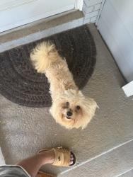 Found/Stray Male Dog last seen Ravencroft Drive, Charlotte, NC 28208