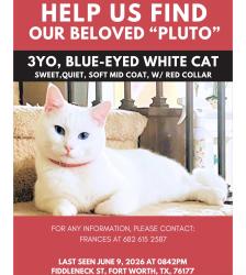 Lost Male Cat last seen Nolina/Salvia st, Fort Worth, TX 76177