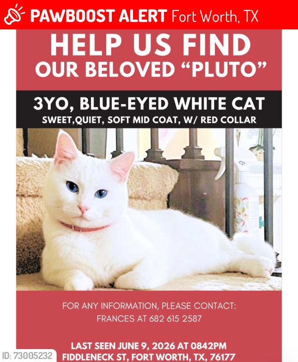 Lost Male Cat last seen Nolina/Salvia st, Fort Worth, TX 76177